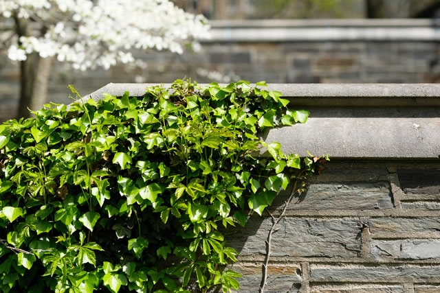 ivy removal service