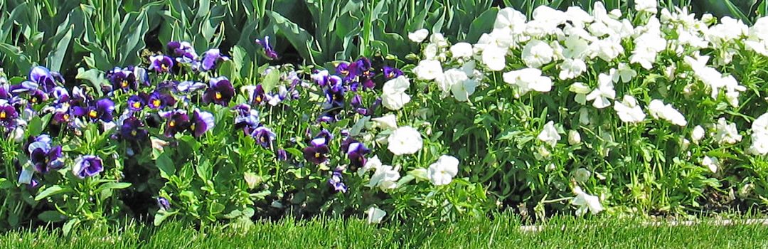 Spring Lawn Care