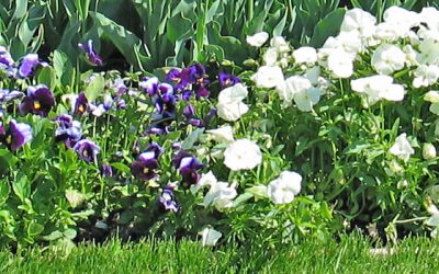 Spring Lawn Care