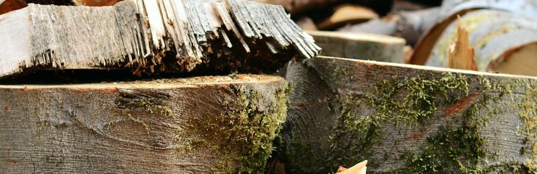 Cost Of Tree Felling