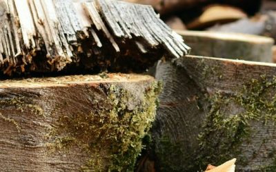 Cost Of Tree Felling