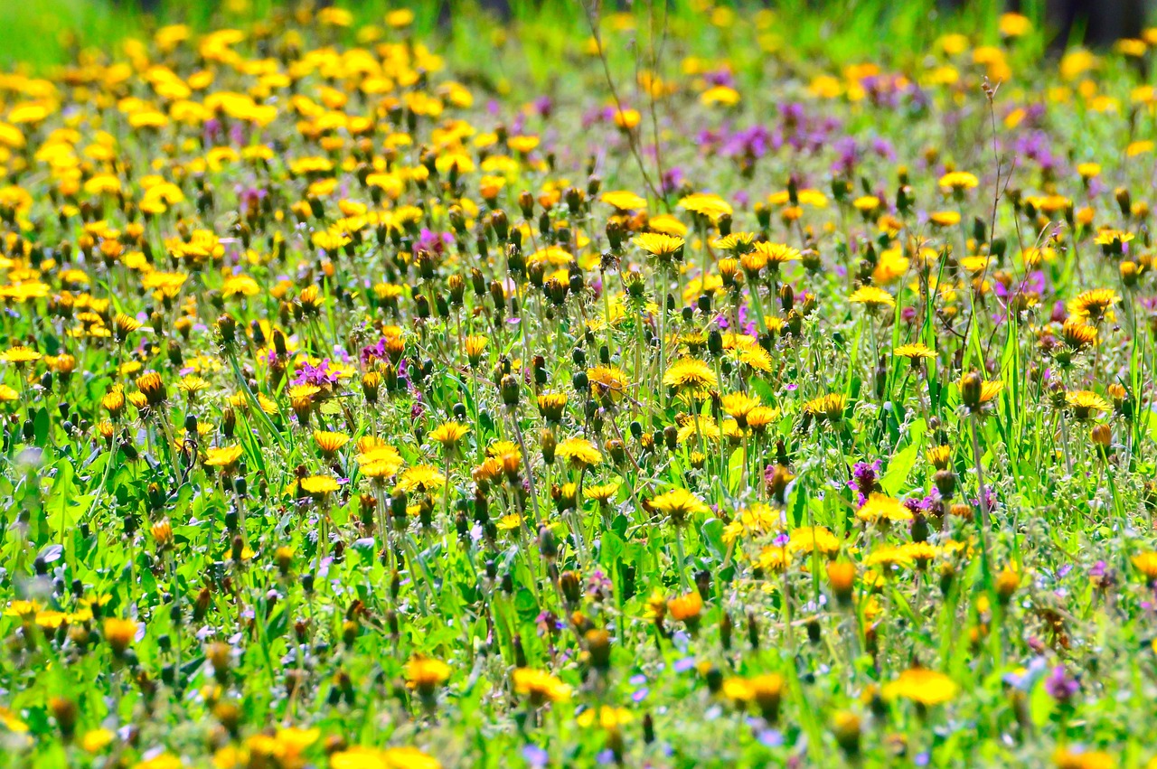 Spring Lawn Care Edinburgh